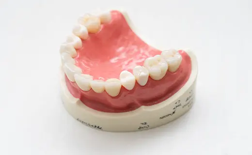 健全な下側の歯のレプリカ